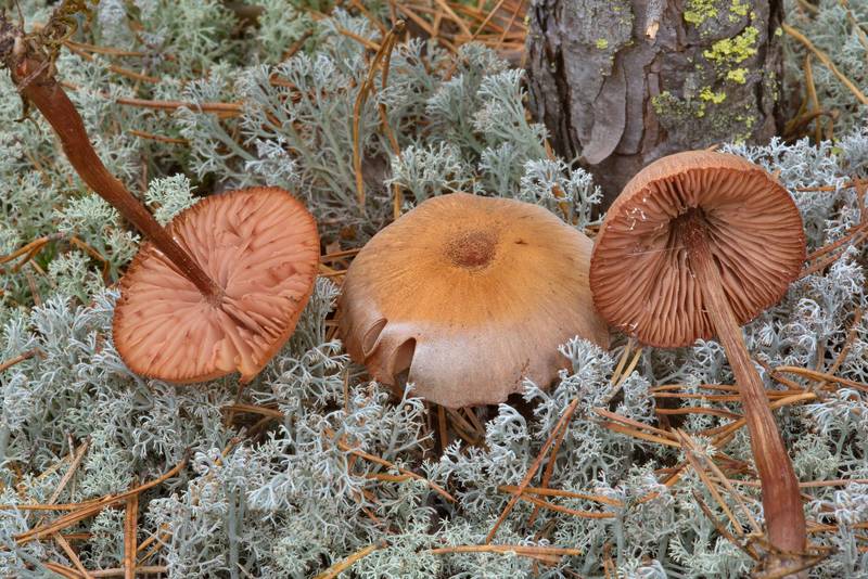 Deceiver mushrooms (<B>Laccaria laccata</B>) with lichen near Orekhovo, north from Saint Petersburg, Russia, <A HREF="../date-ru/2016-10-22.htm">October 22, 2016</A>