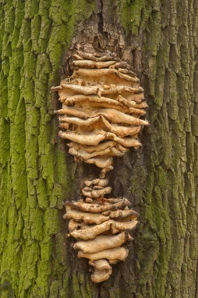 Old polypore mushroom <B>Climacodon septentrionalis</B> (northern tooth fungus) in Botanic Gardens of Komarov Botanical Institute. Saint Petersburg, Russia, <A HREF="../date-ru/2016-10-26.htm">October 26, 2016</A>