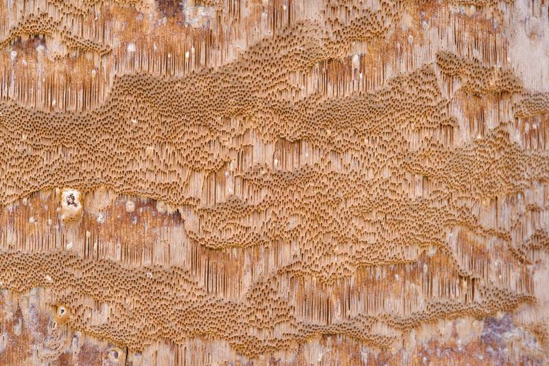 Texture of crust of fungus (mushrooms) Phellinus laevigatus on a birch tree near Lisiy Nos, south from Saint Petersburg. Russia, February 18, 2017