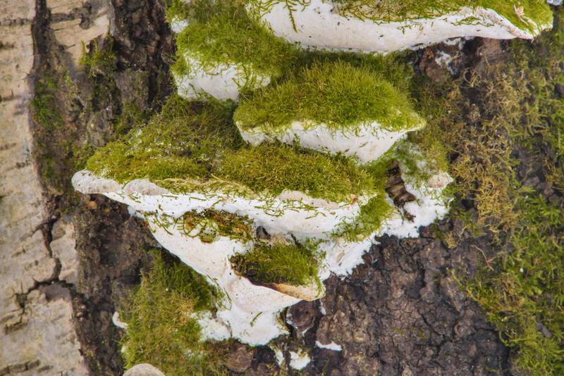 Green moss on polypore mushrooms Oxyporus populinus on a tree in Udelny Park. Saint Petersburg, Russia, February 28, 2017