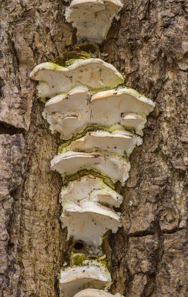 Mossy maple polypore mushrooms (Oxyporus populinus) on a tree in Lesnoy Park. Saint Petersburg, Russia, March 9, 2017