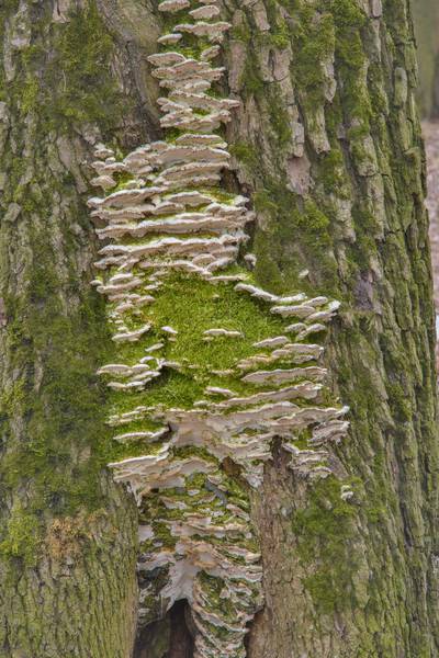 Greenish mossy maple polypore mushrooms (Oxyporus populinus) in Lesnoy Park Saint Petersburg, Russia, March 9, 2017