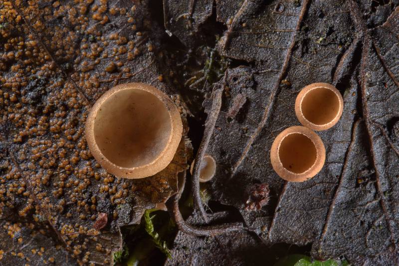 Catkin cup (Ciboria amentacea) mushrooms growing under alder trees in Udelny Park. Saint Petersburg, Russia, March 22, 2017
