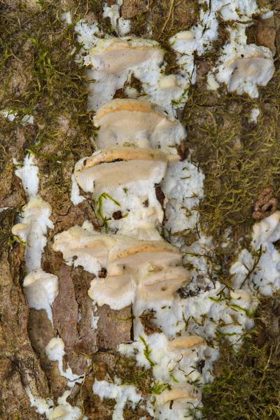 Young mossy maple polypore mushrooms (Oxyporus populinus) on a willow(?) in area of an old brick factory between Pesochnaya and Dibuny north-west from Saint Petersburg. Russia, March 26, 2017