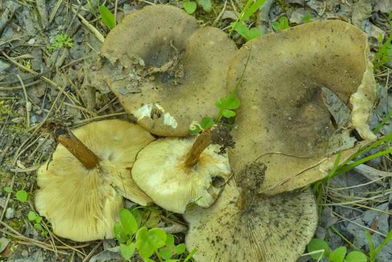 Stunted cavalier mushrooms (Melanoleuca brevipes) on roadside near Kavgolovskoe Lake in area of Toksovo, north from Saint Petersburg, Russia, June 16, 2017