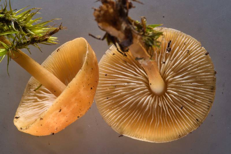 Close up of russet toughshank mushrooms (Gymnopus dryophilus) in Sosnovka Park. Saint Petersburg, Russia, June 22, 2017