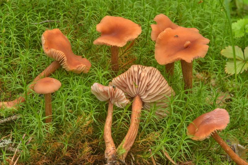 Deceiver mushrooms (Laccaria laccata) in swampy place in Lembolovo, 40 miles north from Saint Petersburg. Russia, July 5, 2017