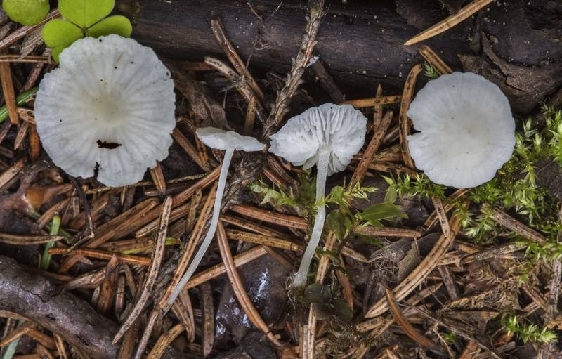 Milky bonnet mushrooms (Hemimycena lactea) near Kavgolovskoe Lake in Toksovo, north from Saint Petersburg. Russia, July 14, 2017