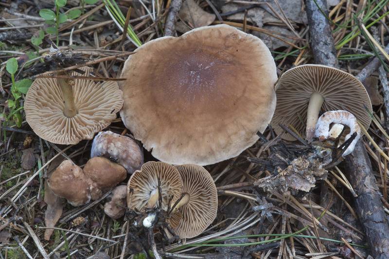 Russet toughshank mushrooms (Gymnopus dryophilus) in Sosnovka Park. Saint Petersburg, Russia, July 19, 2017