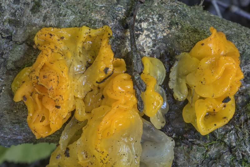 Yellow brain fungus (Tremella mesenterica) near Pesochnaya, north-west from Saint Petersburg. Russia, July 23, 2017