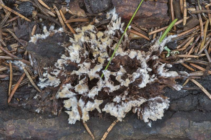 Earthfan fungus (<B>Thelephora terrestris</B>) on wood on a bonfire site along a road around Kavgolovskoe Lake near Toksovo, north from Saint Petersburg. Russia, <A HREF="../date-en/2017-07-25.htm">July 25, 2017</A>