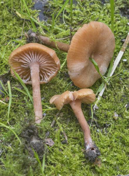 Deceiver mushrooms (<B>Laccaria laccata</B>(?)) in Botanic Gardens of Komarov Botanical Institute. Saint Petersburg, Russia, <A HREF="../date-en/2017-07-28.htm">July 28, 2017</A>