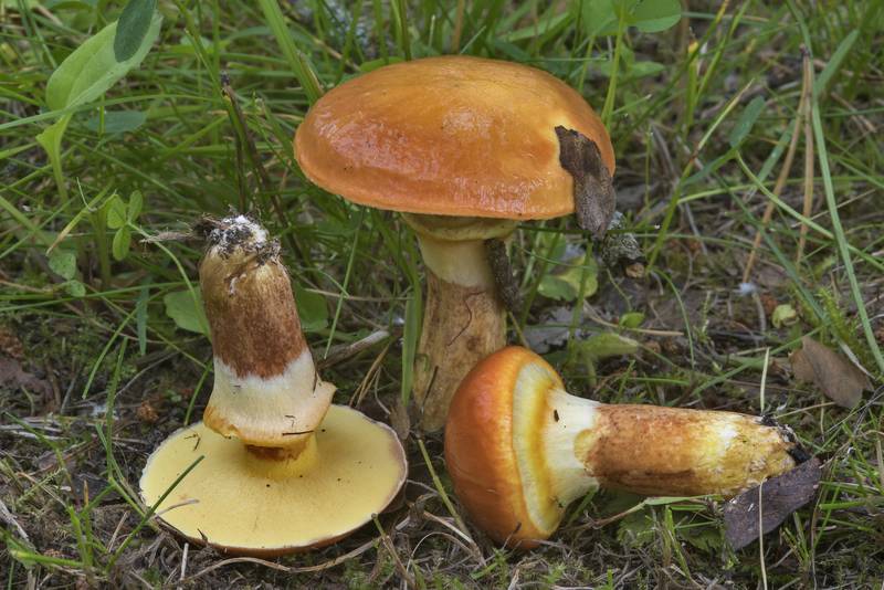 Larch bolete mushrooms (<B>Suillus grevillei</B>) on a lawn in Gardens of Polytechnic Institute. Saint Petersburg, Russia, <A HREF="../date-ru/2017-07-29.htm">July 29, 2017</A>