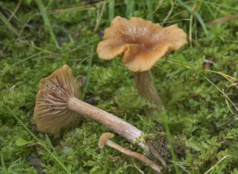 Deceiver mushrooms (<B>Laccaria laccata</B>(?)) in moss in Gardens of Polytechnic Institute. Saint Petersburg, Russia, <A HREF="../date-ru/2017-07-29.htm">July 29, 2017</A>