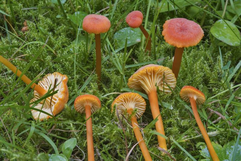 Goblet waxcap mushrooms (<B>Hygrocybe cantharellus</B>) on a lawn in Gardens of Polytechnic Institute. Saint Petersburg, Russia, <A HREF="../date-ru/2017-07-29.htm">July 29, 2017</A>