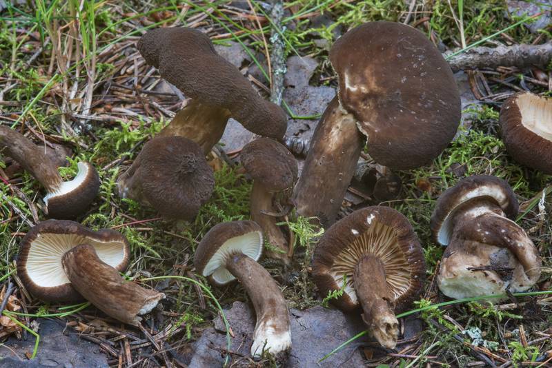 Velvety milkcap mushrooms Lactarius lignyotus in area of Lembolovo - Orekhovo, 35 miles north from Saint Petersburg. Russia, August 8, 2017