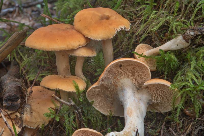 Wood hedgehog mushrooms (<B>Hydnum repandum</B>) in Dibuny, near Saint Petersburg. Russia, <A HREF="../date-en/2017-08-20.htm">August 20, 2017</A>