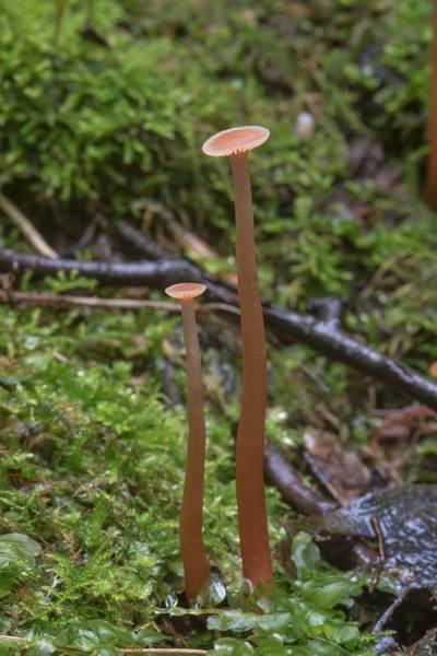 Immature deceiver mushrooms (Laccaria laccata) with long stems near Lisiy Nos. West from Saint Petersburg, Russia, August 23, 2017