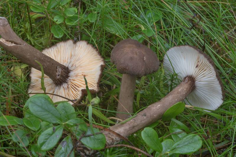 Velvety milk cap mushrooms (Lactarius lignyotus) near Oselki, north from Saint Petersburg. Russia, August 25, 2017