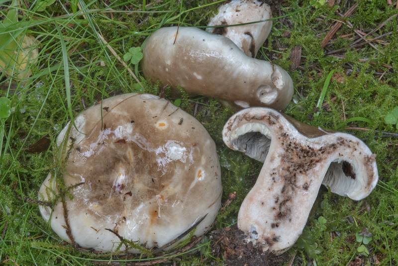 Dissected menthol brittlegill mushrooms (<B>Russula albonigra</B>) in Tarkhovka Park, west from Saint Petersburg. Russia, <A HREF="../date-ru/2017-08-26.htm">August 26, 2017</A>