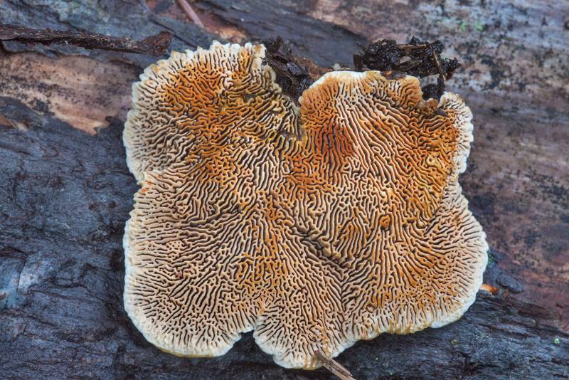 Conifer mazegill fungus (<B>Gloeophyllum sepiarium</B>) near Lembolovo, 40 miles north from Saint Petersburg. Russia, <A HREF="../date-ru/2017-08-27.htm">August 27, 2017</A>
