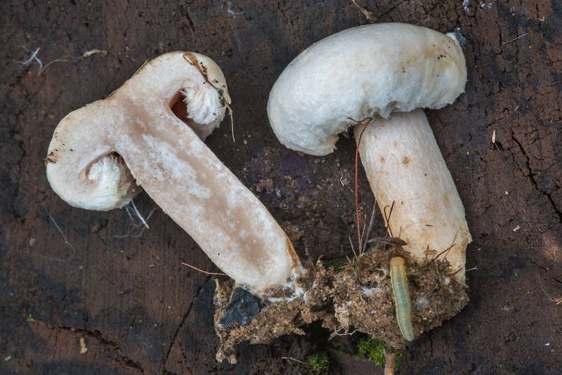 Downy milk cap mushroom (Lactarius pubescens) on roadside near Lembolovo, 40 miles north from Saint Petersburg. Russia, August 27, 2017