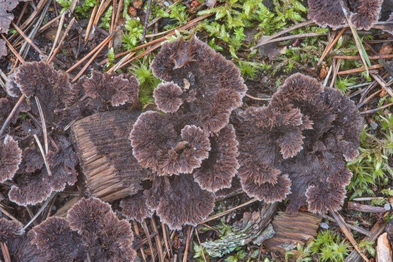Earthfan mushrooms (Thelephora terrestris) near Orekhovo, 45 miles north from Saint Petersburg. Russia, August 27, 2017