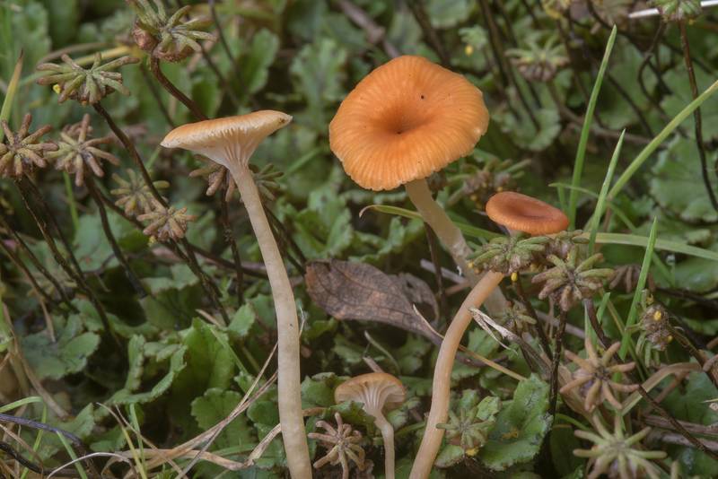 Liverwort navel mushrooms (<B>Loreleia marchantiae</B>) in a roadside ditch near Dibuny, north-west from Saint Petersburg. Russia, <A HREF="../date-en/2017-08-28.htm">August 28, 2017</A>