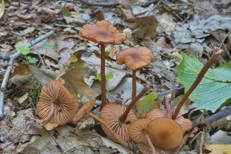 Deceiver mushrooms (<B>Laccaria laccata</B>)(?) in Dubki Park. Sestroretsk near Saint Petersburg, Russia, <A HREF="../date-en/2017-09-05.htm">September 5, 2017</A>