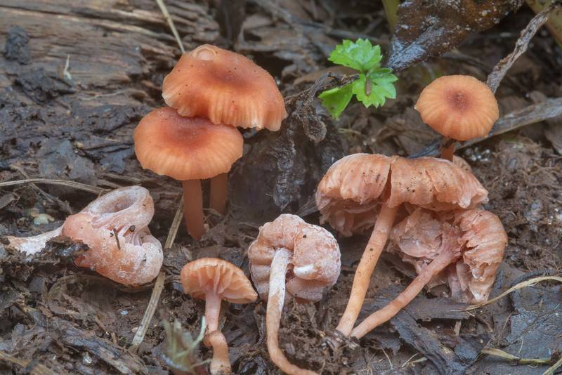 Deceiver mushrooms (<B>Laccaria laccata</B>) near Lembolovo, 40 miles north from Saint Petersburg. Russia, <A HREF="../date-en/2017-09-09.htm">September 9, 2017</A>
