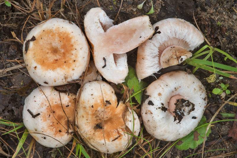 Bearded milkcap mushrooms (Lactarius pubescens) on roadside near Lembolovo, 40 miles north from Saint Petersburg. Russia, September 9, 2017