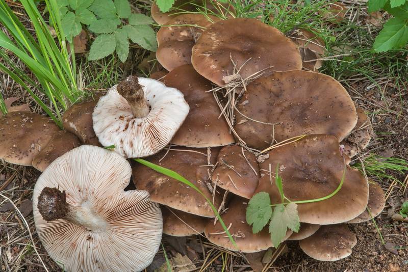 Stunted cavalier mushrooms (<B>Melanoleuca brevipes</B>)(?) near a fence of a summer house in Vyritsa, 50 miles south from Saint Petersburg. Russia, <A HREF="../date-en/2017-09-10.htm">September 10, 2017</A>