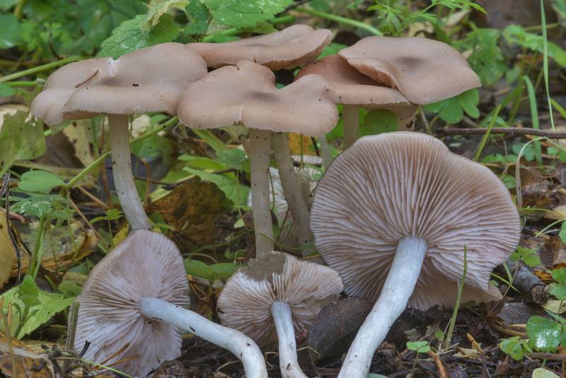 Group of wood pinkgill mushrooms (Entoloma rhodopolium) in Blizhnie Dubki area near Lisiy Nos, west from Saint Petersburg. Russia, September 21, 2017