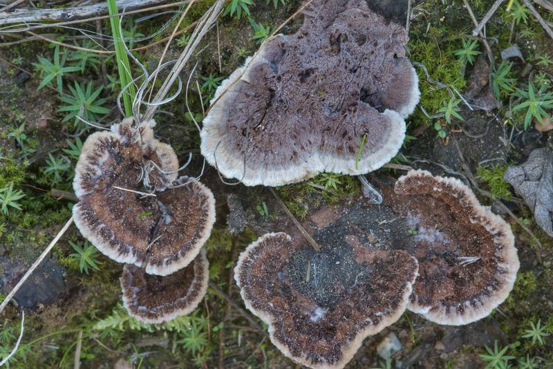 Earthfan mushrooms (<B>Thelephora terrestris</B>) on roadside in an open space near Lembolovo, north from Saint Petersburg. Russia, <A HREF="../date-ru/2018-08-24.htm">August 24, 2018</A>
