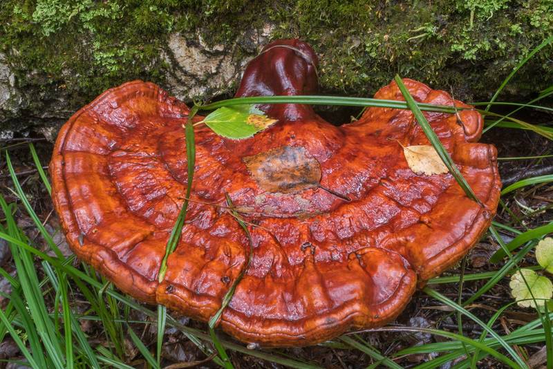 Lingzhi or reishi mushroom (<B>Ganoderma lucidum</B>) on a birch log near Lisiy Nos. West from Saint Petersburg, Russia, <A HREF="../date-ru/2018-08-26.htm">August 26, 2018</A>