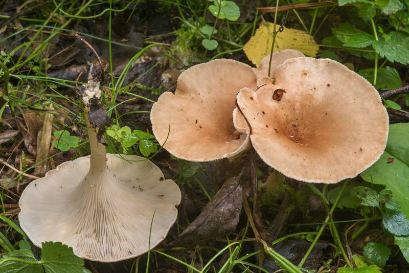 Common funnel mushrooms Clitocybe gibba near Lisiy Nos. West from Saint Petersburg, Russia, August 26, 2018
