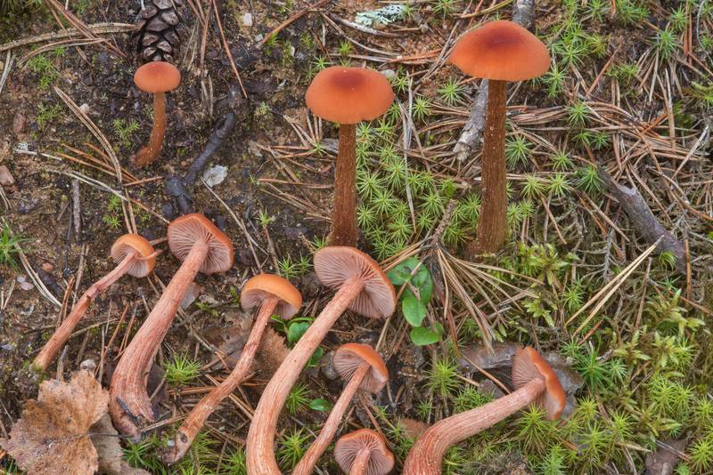 Deceiver mushrooms (Laccaria laccata) in a roadside pit near Zakhodskoe (Lounatjoki), 50 miles north from Saint Petersburg. Russia, August 31, 2018