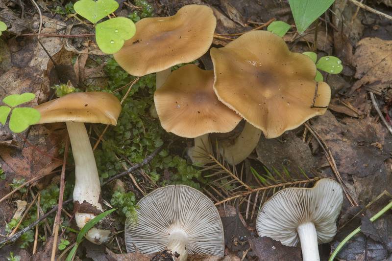 Wood pinkgill mushrooms (<B>Entoloma rhodopolium</B>) in a coastal forest between Lisiy Nos and Olgino, west from Saint Petersburg. Russia, <A HREF="../date-ru/2018-09-06.htm">September 6, 2018</A>