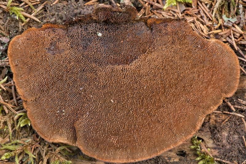 Underside of conifer mazegill mushroom (<B>Gloeophyllum sepiarium</B>) in Zakhodskoe (Lounatjoki), 50 miles north from Saint Petersburg. Russia, <A HREF="../date-ru/2021-05-15.htm">May 15, 2021</A>