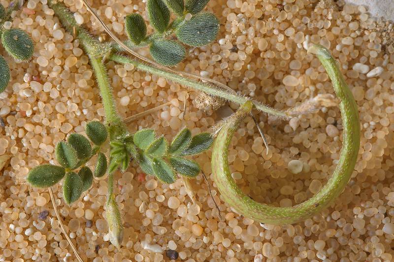 Astragalus annularis (local names halaq, khanasir al arous) with a curved pod in sand near Dukhan Road. Western Qatar, March 1, 2014