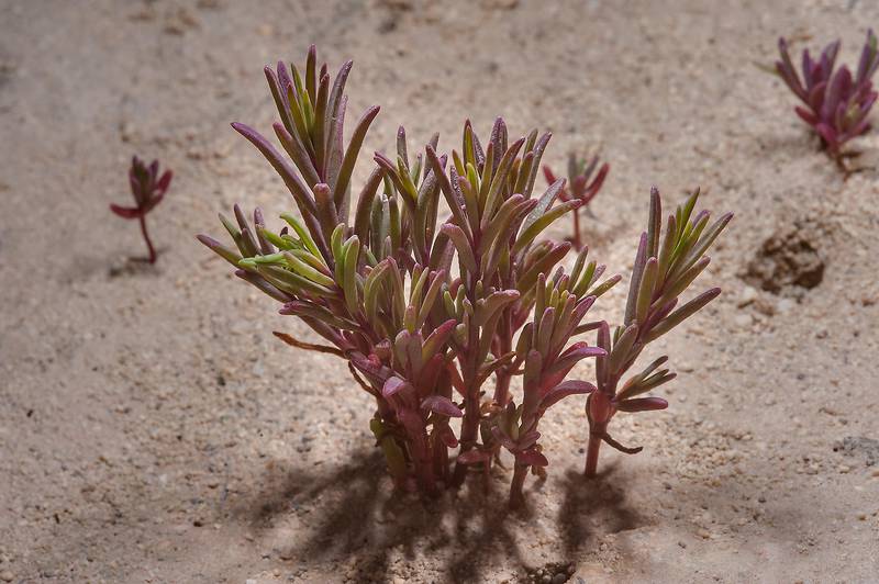 Purple tinged plants of Salsola soda (Suaeda maritima, Suaeda iranshahrii var. arabica) on sand of Umm Tays Island in Madinat Al Shamal area. Qatar, March 14, 2014