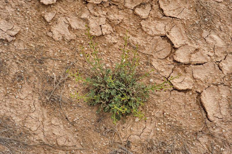 Figwort Scrophularia deserti on roadside of Dukhan Road. Qatar, February 13, 2015
