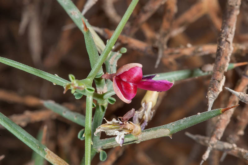 Flower of Camelthorn bush (Alhagi maurorum) in a silty depression near Al Nuaman (Numan) in north-western Qatar, October 24, 2015