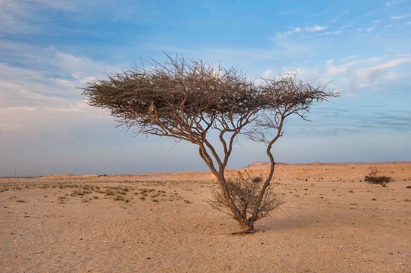 Acacia tortilis(?) in a desert in area of Jebel Al-Nakhsh (Khashm an Nakhsh). South-western Qatar, March 25, 2016