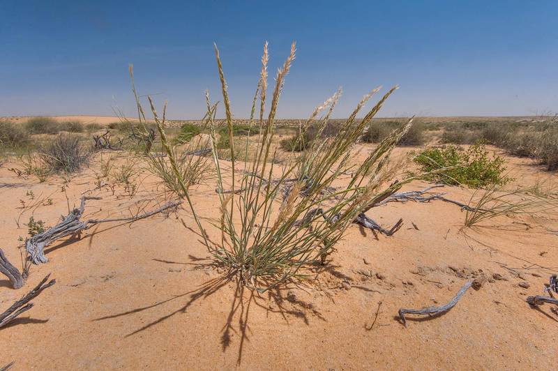 Sword-leaved helleborine grass (Centropodia forsskalii) on sand in Maszhabiya (Al Mashabiya) Reserve near Abu Samra. Southern Qatar, March 25, 2016