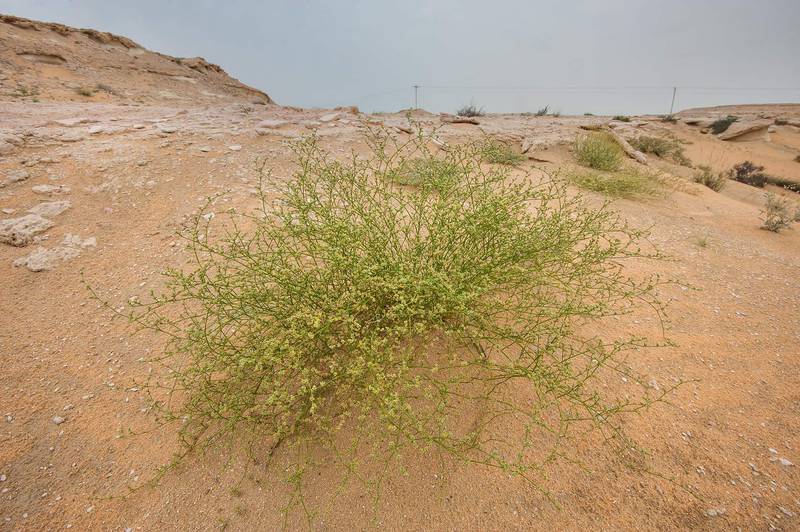 Polycarpaea repens (Corrigiola repens) in sand near limestone cliffs in Maszhabiya (Al Mashabiya) Reserve near Abu Samra. Southern Qatar, April 1, 2016