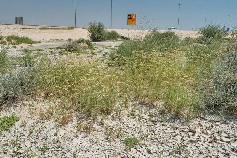 Wire grass Ochthochloa compressa (local name Hamrah) in a roadside depression near Salwa Road. Qatar, April 22, 2016