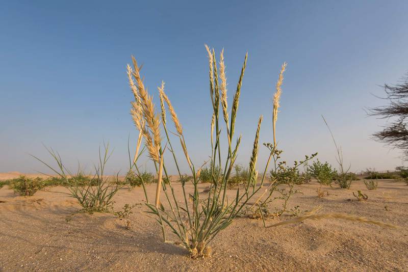 Sword-leaved helleborine grass (Centropodia forsskalii) in windblown sand on roadside of Salwa Road in area of Khashem Al Nekhsh. Southern Qatar, April 29, 2016