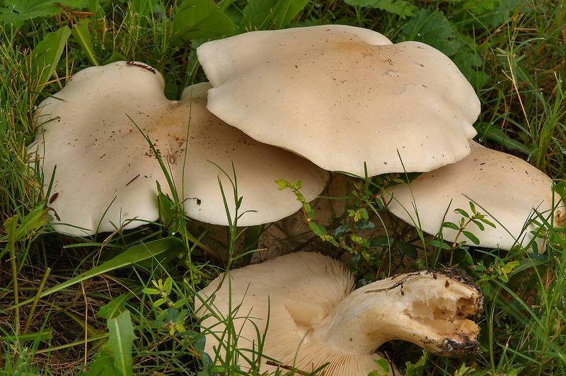<B>Macrocybe titans</B>(?) mushrooms on a lawn at Wolf Pen Creek Trail. College Station, Texas, <A HREF="../date-en/2013-10-03.htm">October 3, 2013</A>