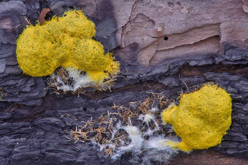 Dog vomit slime mold (<B>Fuligo septica</B>) in Bastrop State Park. Bastrop, Texas, <A HREF="../date-en/2013-10-05.htm">October 5, 2013</A>